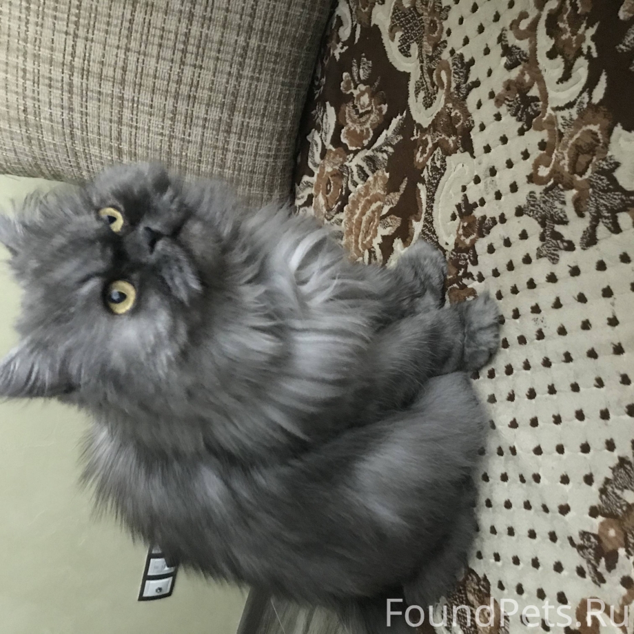 Персидская кошка серая маленькая