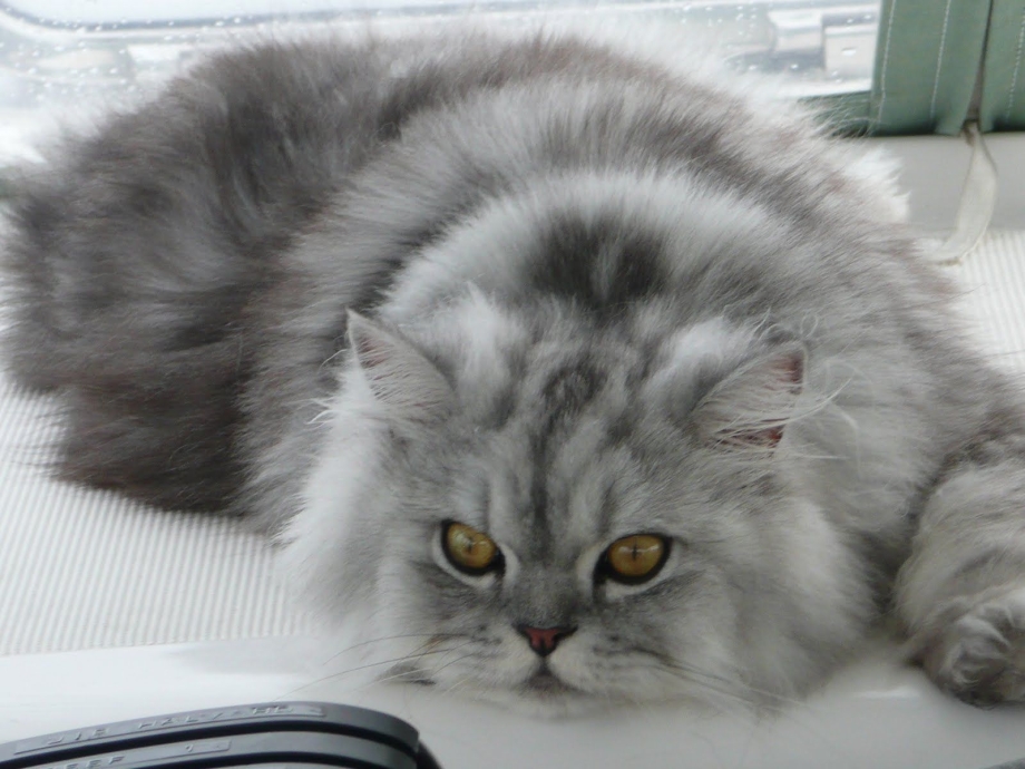 Персидская кошка голубая шиншилла