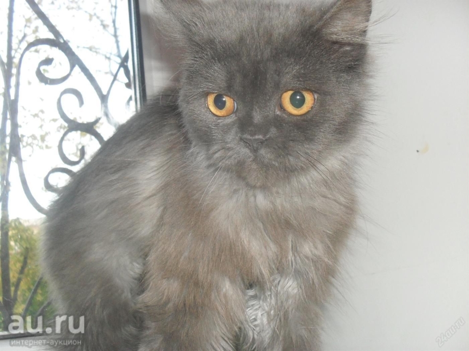 Персидский дымчатый котенок