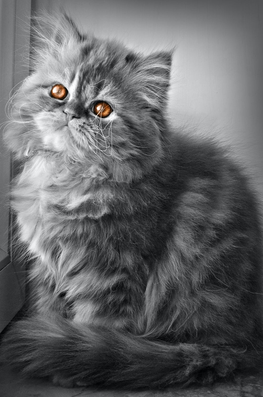 Персидский кот