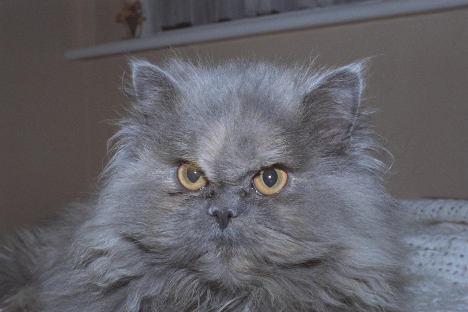 Пепельный персидский кот