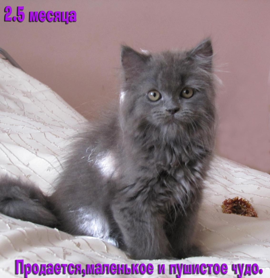 Персидские дымчатые котята купить Волгоградская область
