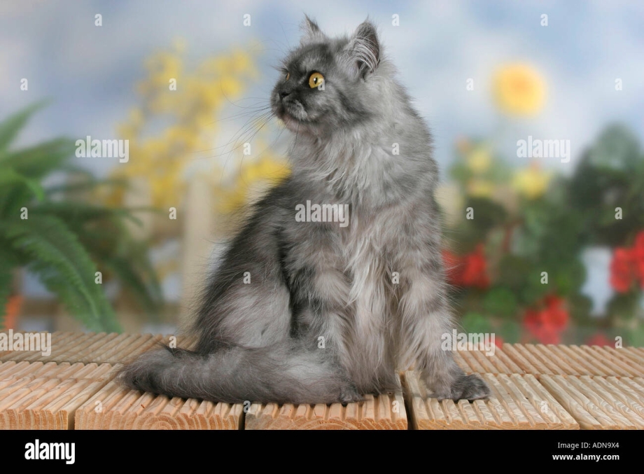 Дымчатая кошка дымится