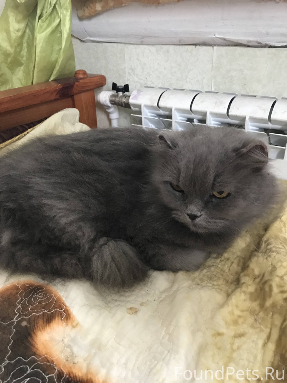 Шотландский дымчатый кот приплюснутая морда