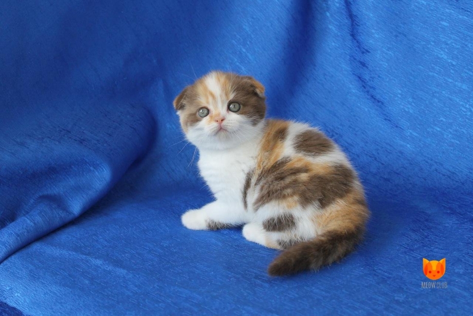 Котята скоттиш фолд трехцветные