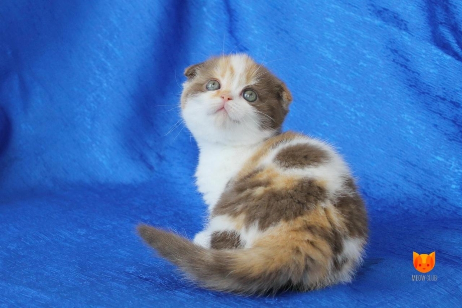 Котята скоттиш фолд трехцветные