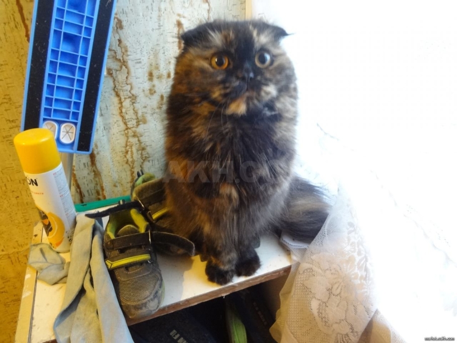 Шотландская вислоухая кошка черепаховый окрас