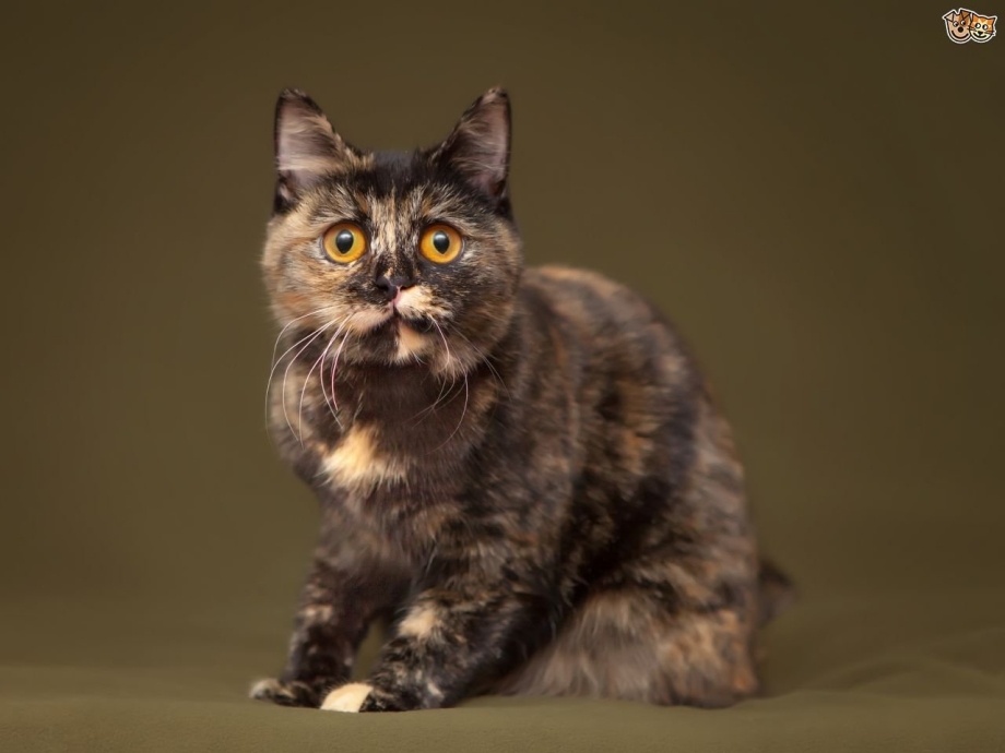 Скоттиш фолд табби