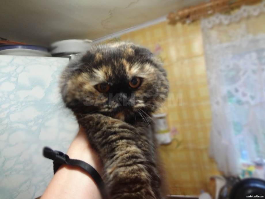 Вислоухая черепаховая кошка
