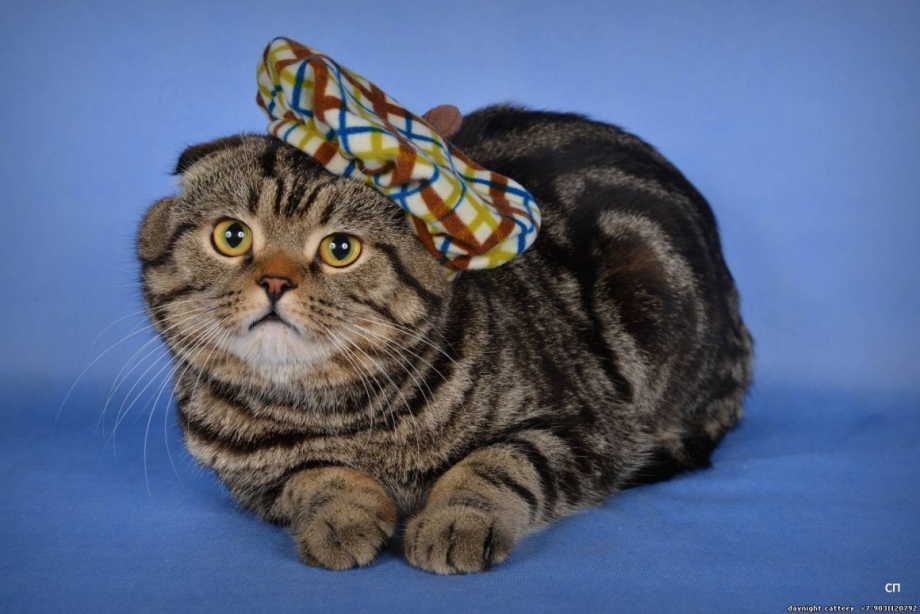 Шотландский скоттиш фолд мраморный