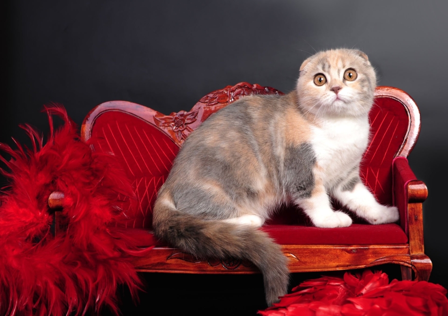 Котята Шотландские прямоухие черепаховые