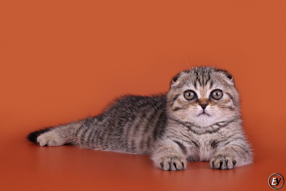 Трехшерстная вислоухая кошка