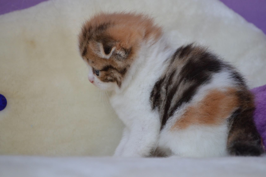 Котята скоттиш фолд трехцветные
