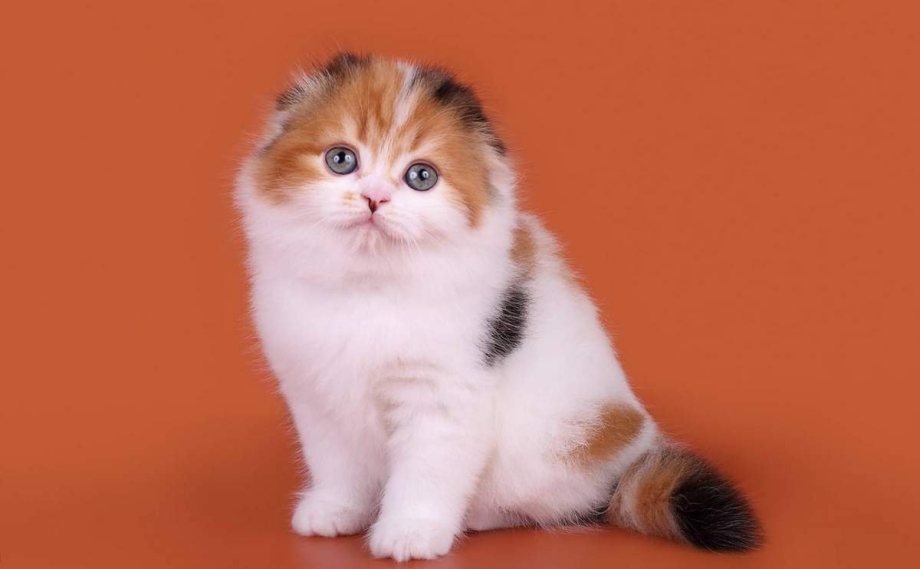 Скоттиш фолд черепаховый тикированный