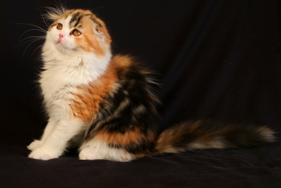 Черепаховая кошка