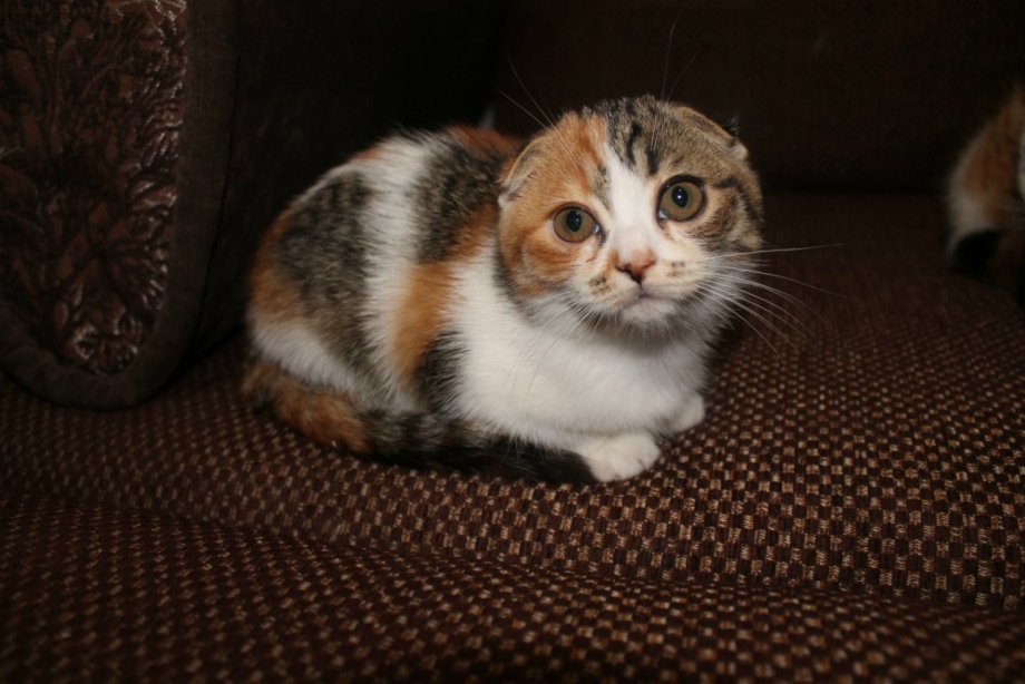 Шотландская вислоухая кошка трехцветная
