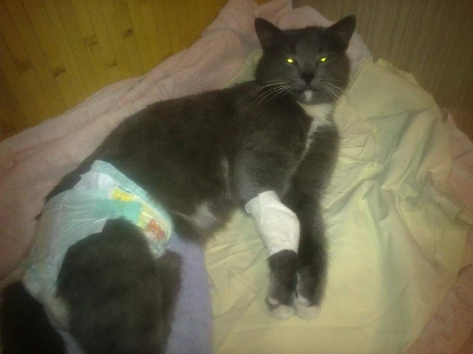 Коронавирус перитонит кошек