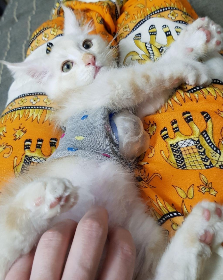 Ветеринар с кошкой