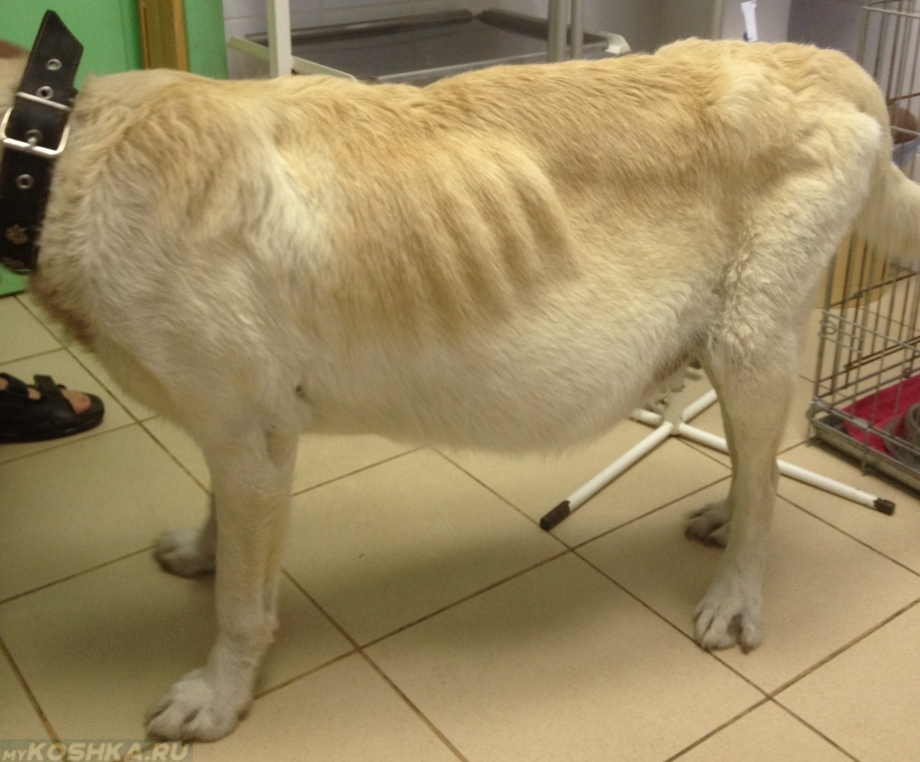 Инфекционный перитонит кошек (Feline Infectious peritonitis