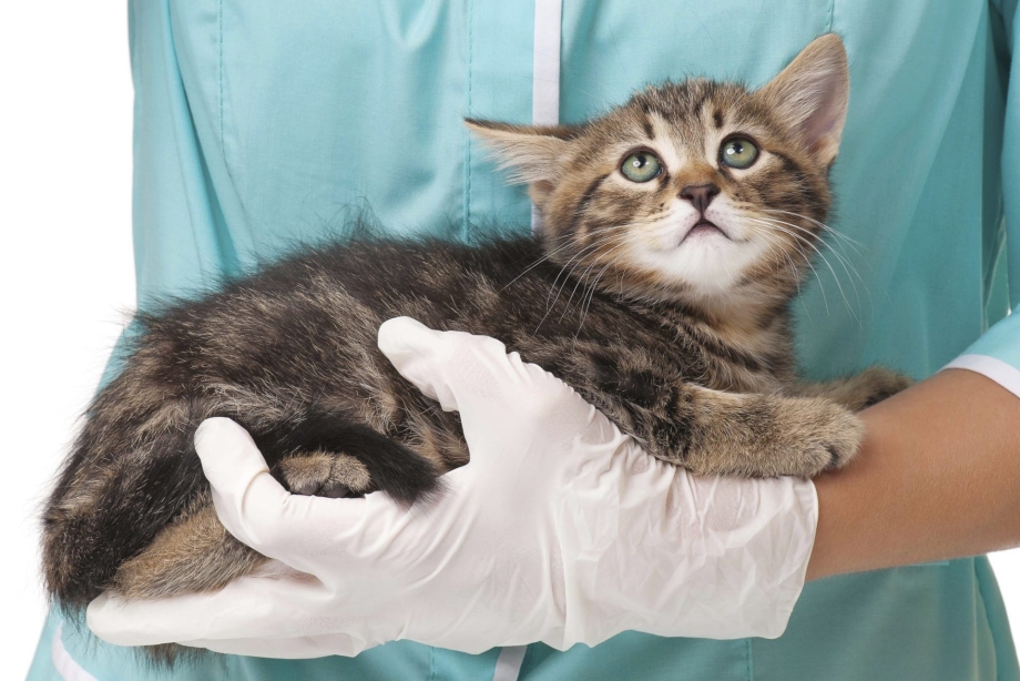 13 Умирающих котят Бруклин
