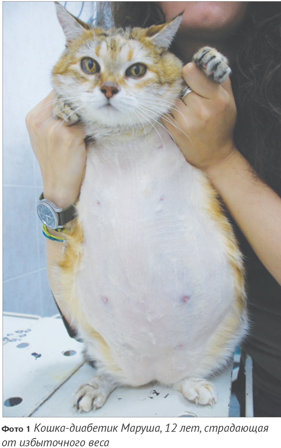 Незаразные болезни кошек