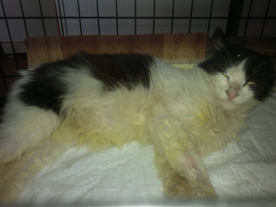 Инфекционный перитонит кошек (Feline Infectious peritonitis