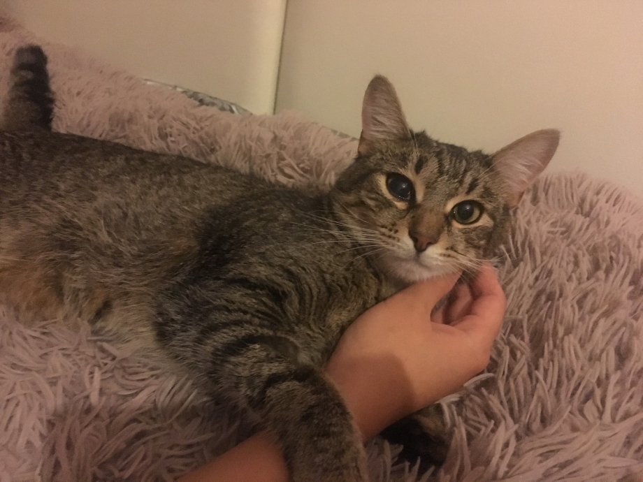 Диабет у кота симптомы