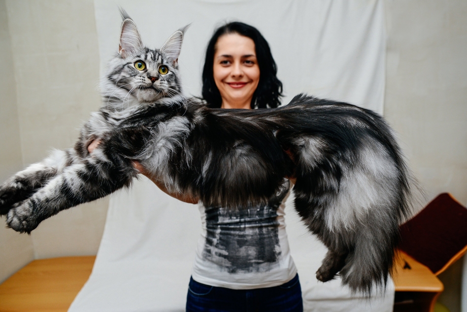 Кот Мейн кун