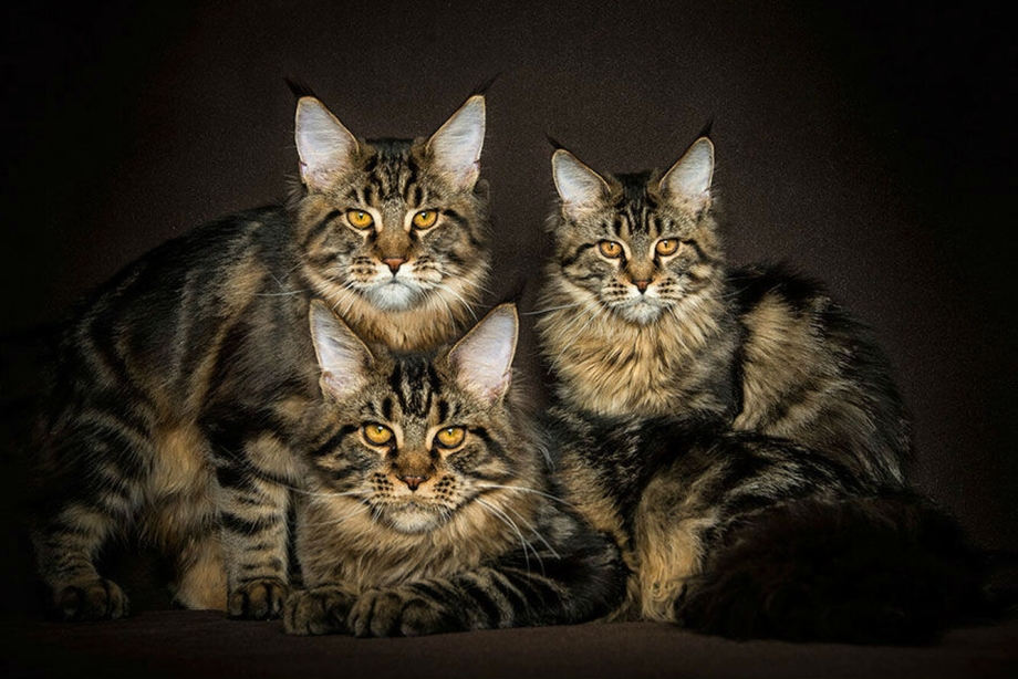 Кот Мейн кун