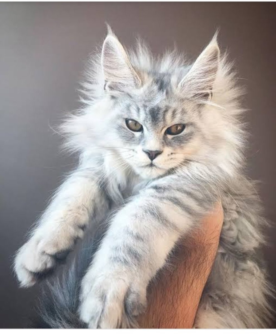 Чен кун