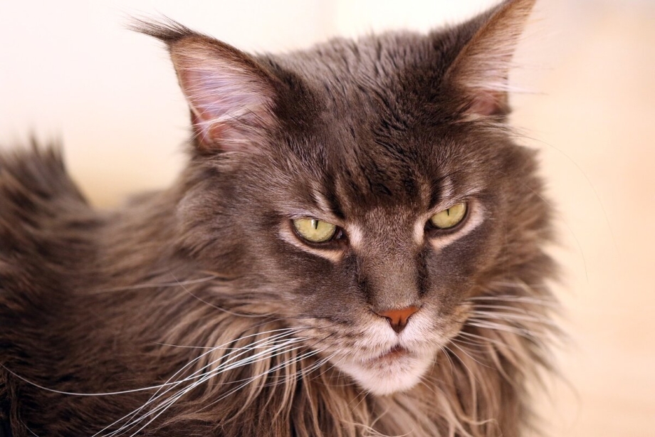 G40042 Maine Coon