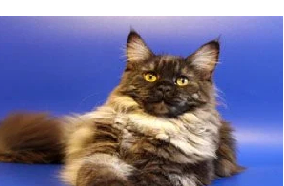 Кот куин Мейн