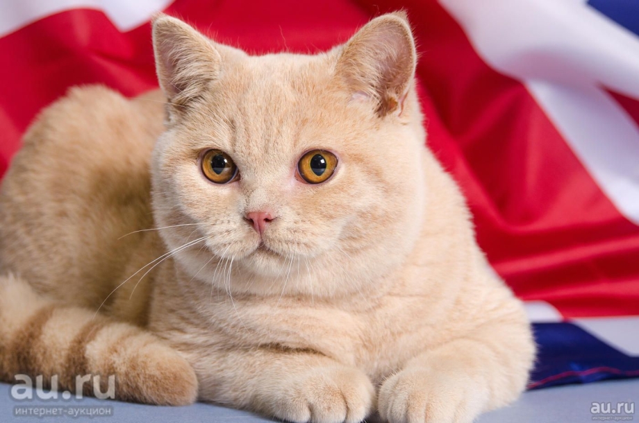 Шотландский скоттиш страйт персиковый
