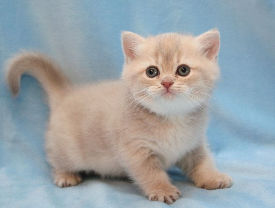 Персиковый британец котенок