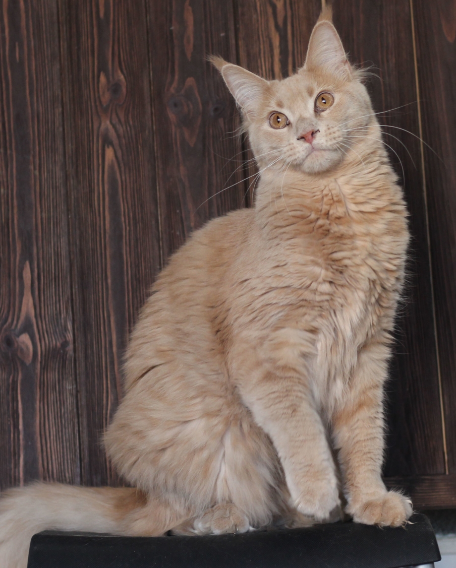 Кремовая кошка