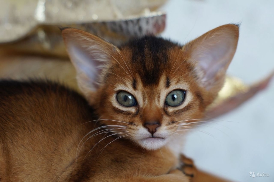 Абиссинская кошка