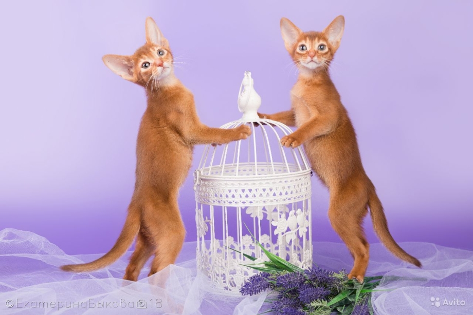 Абиссинский кот Пенза