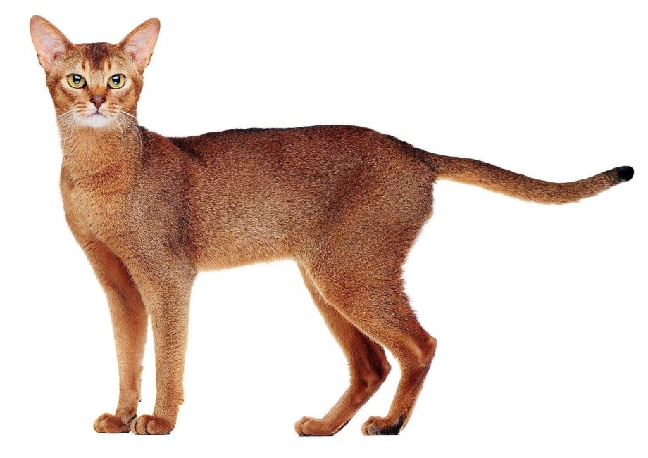 Изящная кошка чаузи