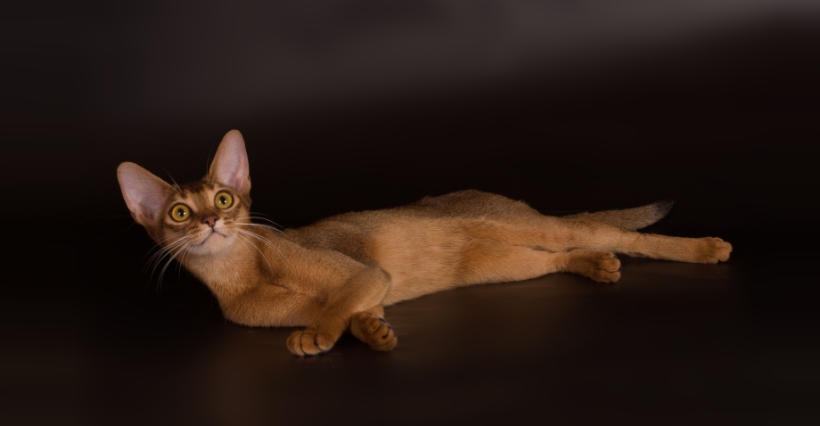 Абиссинская и Сомалийская кошка