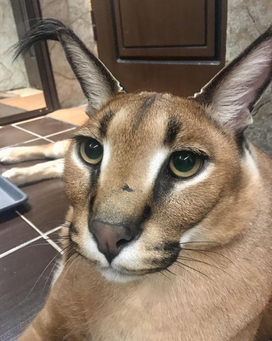 Каракал котенок