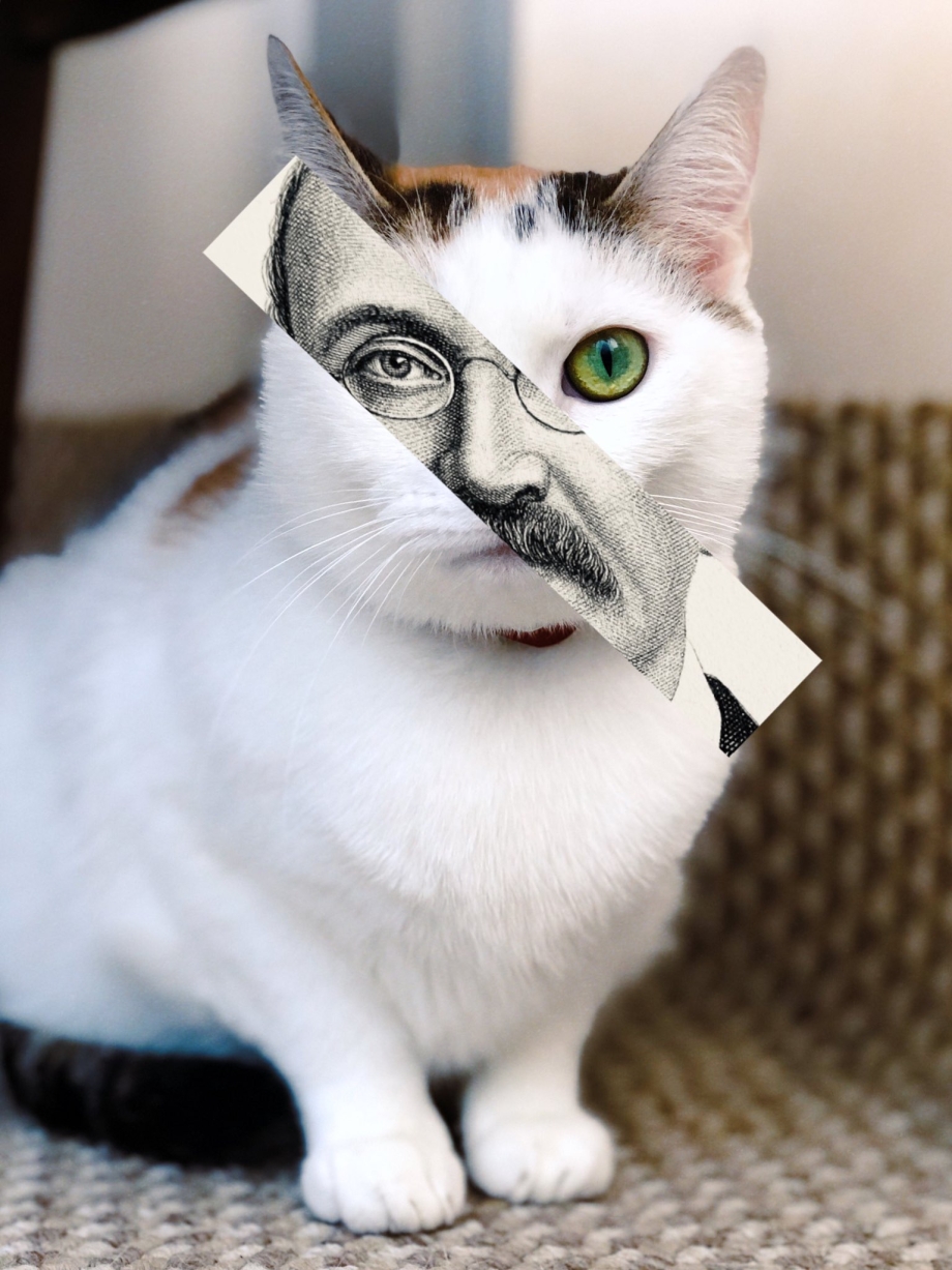 Популярный кот