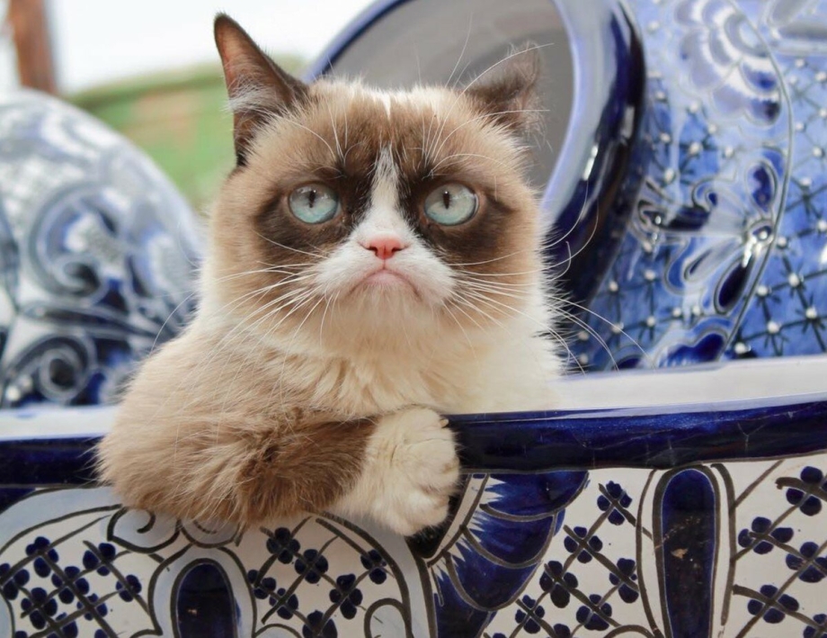 Грэмми кот