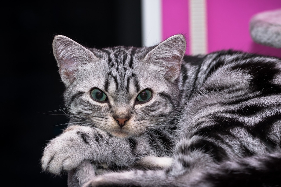 Британский короткошерстный кот полосатый