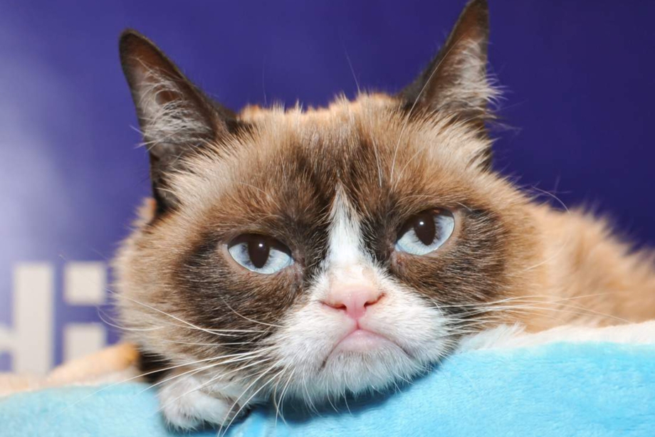 Сердитый кот Grumpy Cat