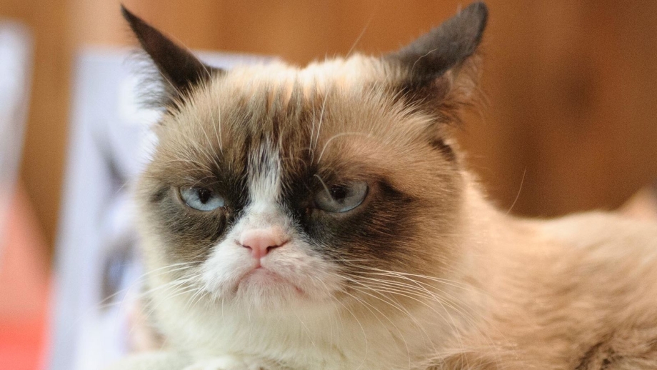 Недовольный кот Grumpy Cat