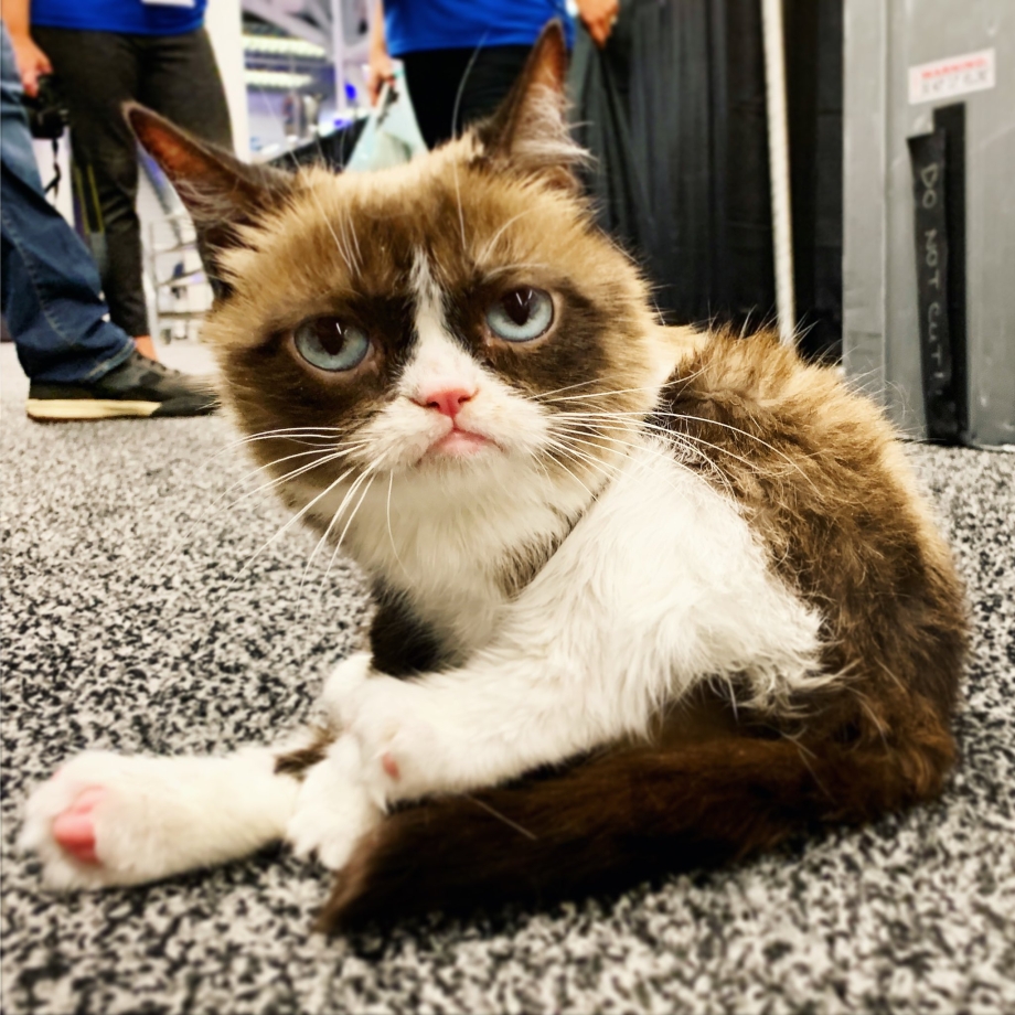 Сердитый кот Grumpy Cat