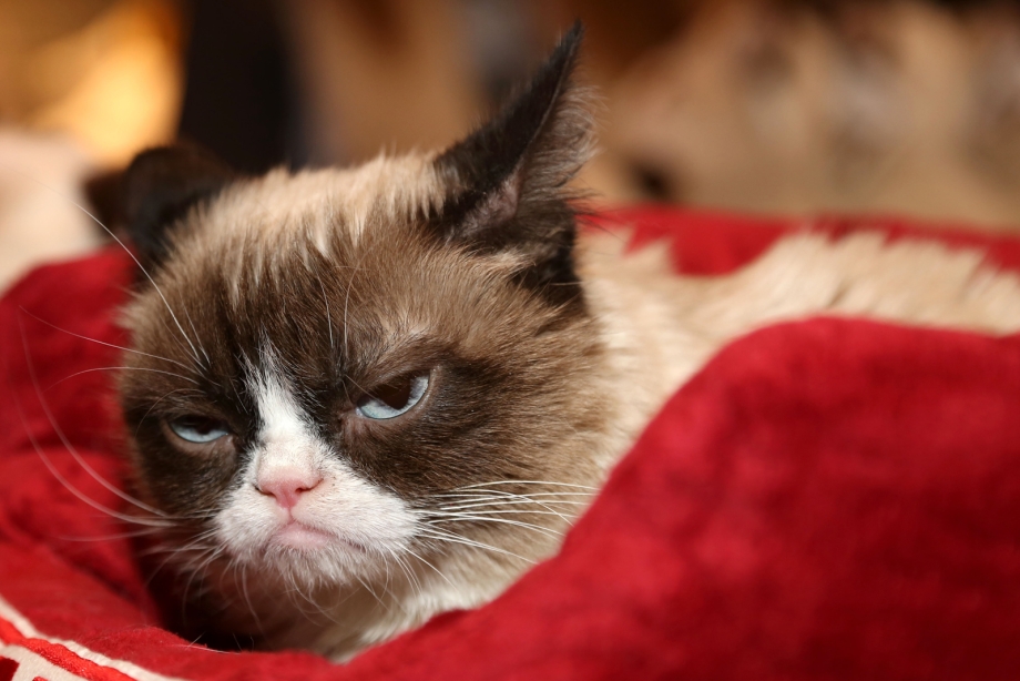 Сердитый кот Grumpy Cat