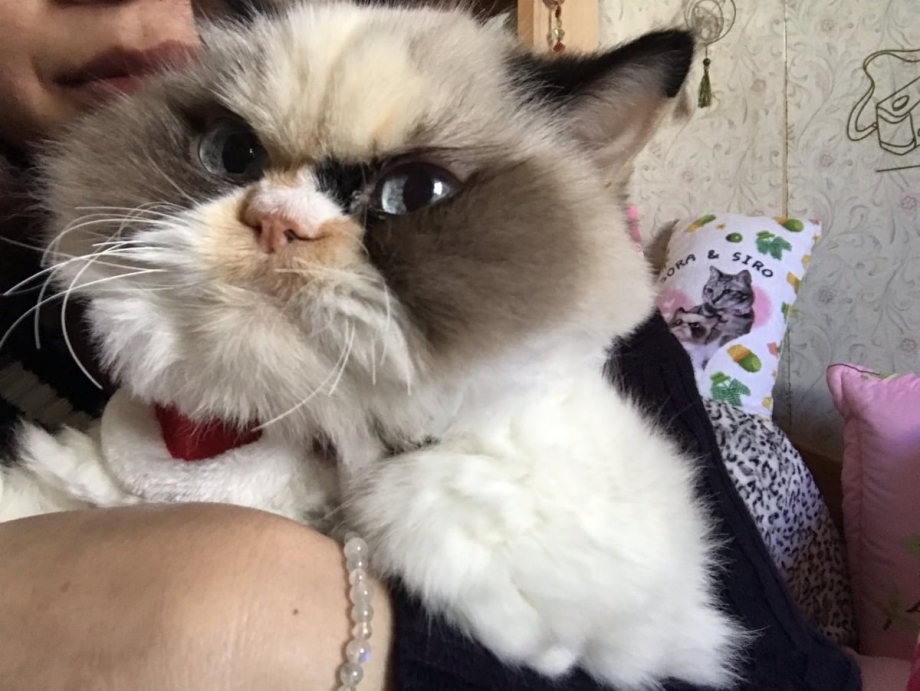 Кошка с недовольной мордой