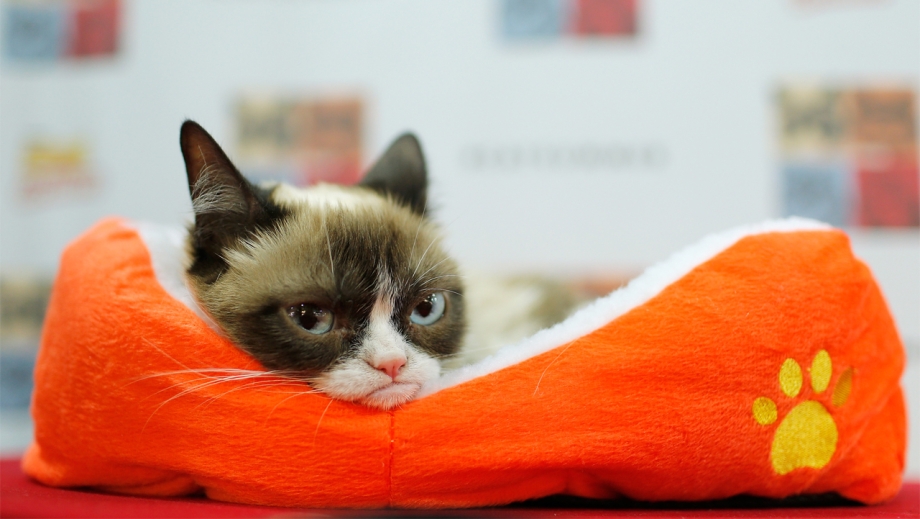 Недовольный котенок