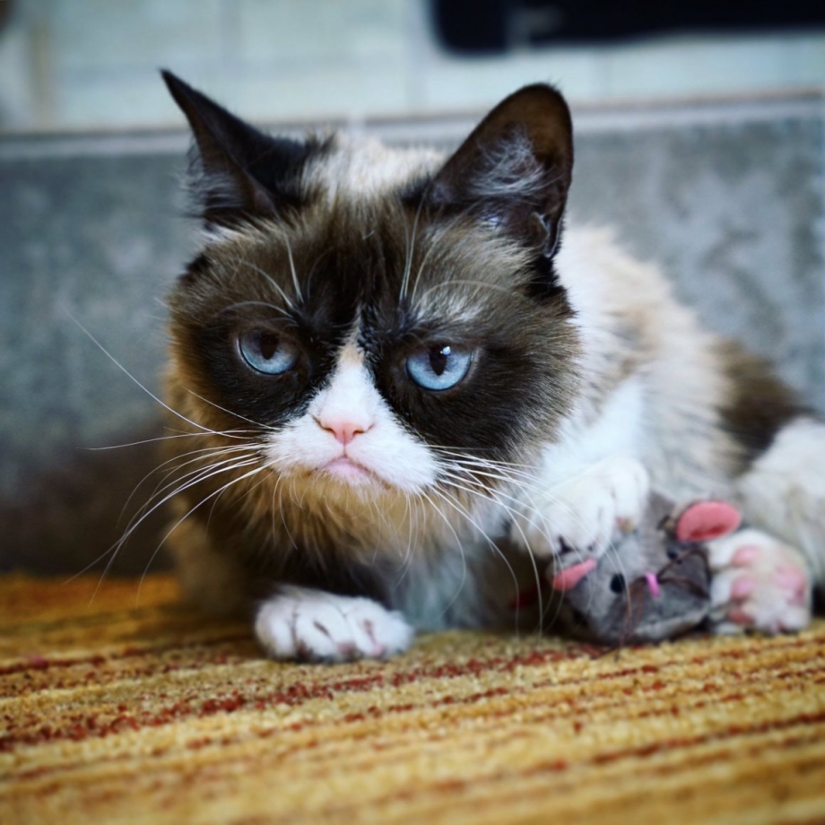 Недовольный кот
